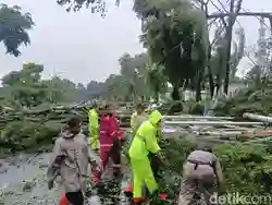 Hujan Angin di Bogor Menyebabkan Sejumlah Pohon Tumbang dan Menutup Jalan